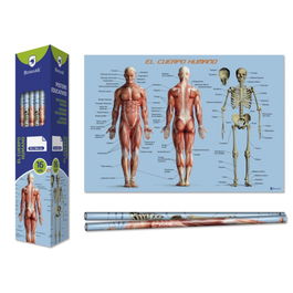 Bismark 328695 Póster Cuerpo Humano Anatomía 70 x 100 cm