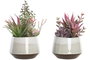 DKD Home Decor Planta de PP y Espuma Surtida Rosa y Verde