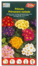 FITO Semillas de Flores Primula-Primavera Variada (Caja de 10)