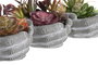 DKD Home Decor Planta de PP y Espuma Multicolor, Surtido de 3, 6 Piezas
