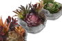 DKD Home Decor Planta de PP y Espuma Multicolor, Surtido de 3, 6 Piezas