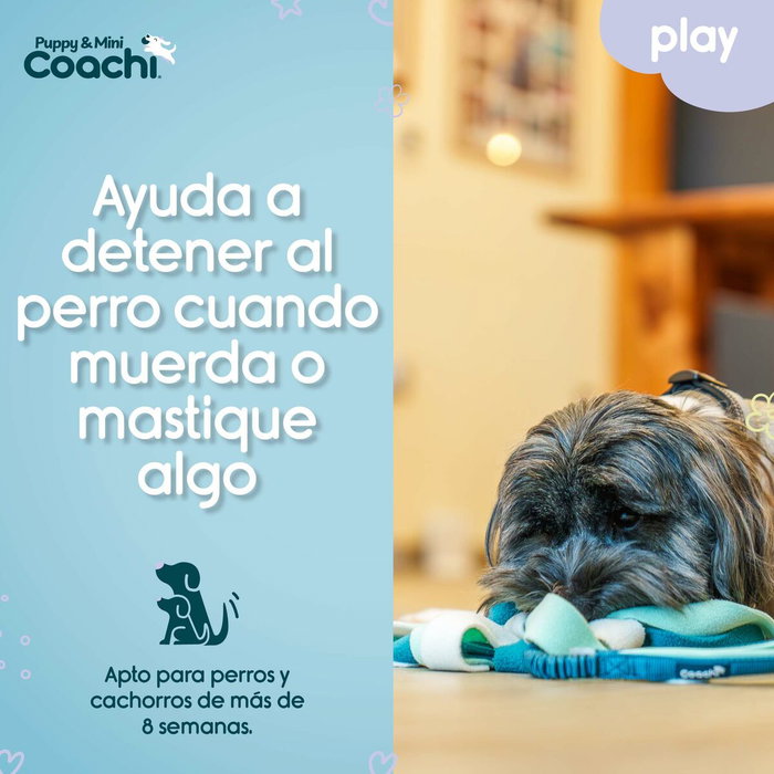 Coachi Puppy & Mini Tuggi Spider Verde Coachi Puppy & Mini Tuggi Spider Verde