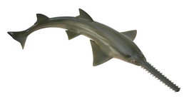 Collecta Pez Sierra M 88659 Réplica a Escala Animales Marinos +3 Años