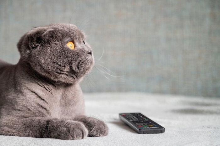 BLAUPUNKT - Mando a Distancia Universal TV Pre-Programado para Televisores Sony y Smart TV, Listo para Usar