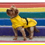 Nayeco Impermeable London Amarillo para Perro, Color Amarillo, 20 cm