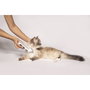 Beurer PP 110 Fluffy Fur Trimmer