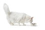 Hunter Comedero Namy Acero Inoxidable (Set de 2)