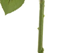 DKD Home Decor Flor Rojo 15 x 66 x 15 cm (12 Unidades) Tacto Real Seda PE