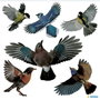 HERMA Pegatina decorativa de aves multicolores 30x30cm