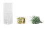 DKD Home Decor Set de 3 Portavelas de Cristal y Metal Dorado con Diseño de Pino