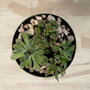 Vinthera Soporte con Macetero Moa Verde