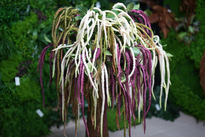 Oplante Flor Artificial Vara de Amaranthus Verde Latex Decoración Hogar Oficina 130cm