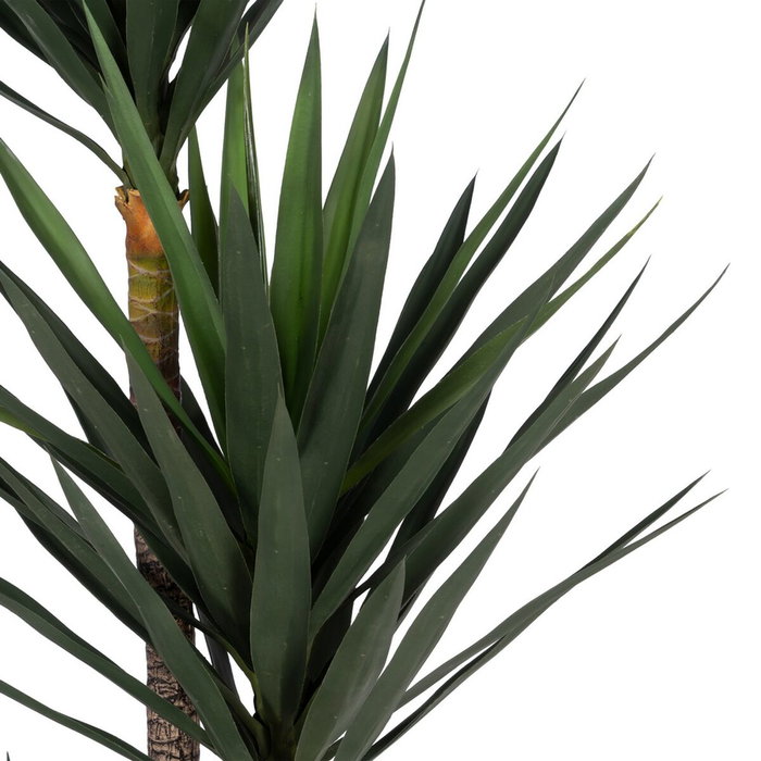 Ixia Planta de Yuca Verde de 250 cm para Jardín Ixia Planta de Yuca Verde de 250 cm para Jardín