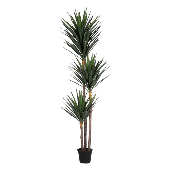 Ixia Planta de Yuca Verde de 250 cm para Jardín Ixia Planta de Yuca Verde de 250 cm para Jardín