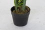 DKD Home Decor Planta Verde 40 x 40 x 120 cm