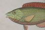 DKD Home Decor Cuadro Cristal Bambú 60x2,2x45 Pez Surtido de 6 unidades