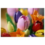 LEGO Botanicals Ramo de Tulipanes 11501