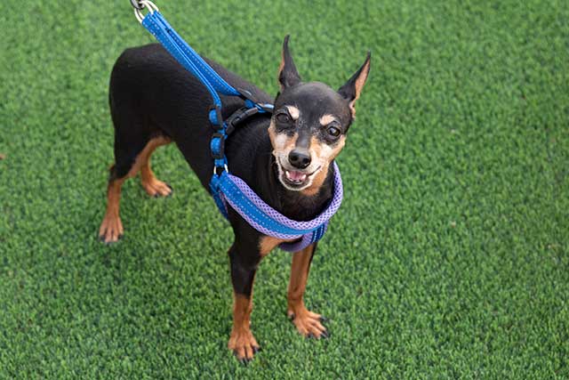 Mascow Arnés con Correa Pequeño para Perro Surtido de Colores 8x74x12 cm (Set de 12)