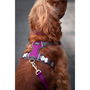 Red Dingo Arnés Acolchado XS Morado para Perro Ajustable Fácil de Poner Cuello 25-36cm Cuerpo 31-43cm Nylon