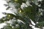 DKD Home Decor Árbol de Navidad LED Nevado 180cm
