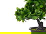 Ibergarden Bonsai Plástico Flores Verdes Marrón y Verde 27x28x14 cm (Set de 8)