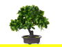 Ibergarden Bonsai Plástico Flores Verdes Marrón y Verde 27x28x14 cm (Set de 8)