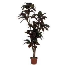 Ixia Planta de Polietileno Jardín Cordyline 170 cm