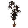 Ixia Planta de Polietileno Jardín Cordyline 170 cm
