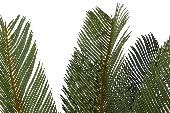 DKD Home Decor Planta Cycas Verde de 80x80x140 cm