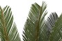 DKD Home Decor Planta Cycas Verde de 80x80x140 cm