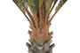 DKD Home Decor Planta Cycas Verde de 80x80x140 cm