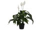 DKD Home Decor Planta Spathe Lirio Verde Blanco 40 x 75 x 40 cm (2 Unidades)