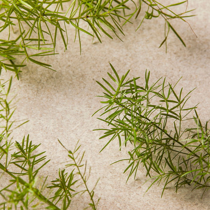 The Body Shop Limpiador Facial Tea Tree 60 ml