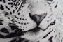 DKD Home Decor Cuadro Cristal 100x2,5x100 Leopardo Surtido de 2 unidades
