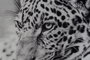 DKD Home Decor Cuadro Cristal 100x2,5x100 Leopardo Surtido de 2 unidades