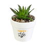 Home Deco Factory Planta Artificial con Maceta Colección Little Garden