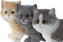 DKD Home Decor Figura de Resina Gatito Surtido de 3 Unidades