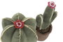 DKD Home Decor Sujetapuertas Poliéster Cactus Verde (Pack de 2)