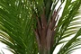 DKD Home Decor Palmera Verde con Base de Cemento