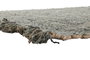 DKD Home Decor Alfombra de Yute y Lana Tejida a Mano Turquesa 200x140 cm