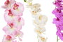 DKD Home Decor Flor Orquídea Rosa Blanco 7 x 91 x 14 cm (12 Unidades)