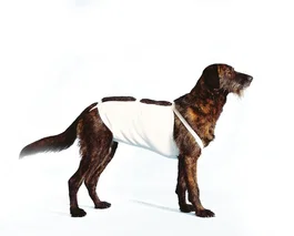 Covetrus Vendaje Abdominal Talla 7 64 cm 1Ud