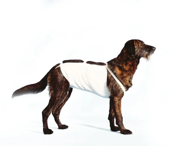 Covetrus Vendaje Abdominal Talla 7 64 cm 1Ud Covetrus Vendaje Abdominal Talla 7 64 cm 1Ud