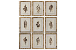 DKD Home Decor Cuadro Mediterráneo con Motivo Caracola en Madera de Abeto y Cristal, Colores Marrón y Beige, 30 x 40 x 2.5 cm - Lote de 9 Unidades