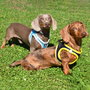 Nayeco Arnés X-TRM Neo Azul XXXS 26-30cm