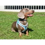 Nayeco Arnés X-Trm Neo Azul XXXS 26-30 cm para Perro