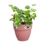Elho Vibia Campana Easy Hanger Small Maceta Jardinera Rosa Polvorienta Balcón Exterior L 24.1 x W 20.5 x H 26.5 cm