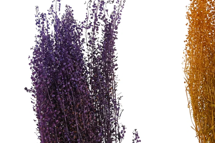 DKD Home Decor Ramo de Flores Secas Surtido 50g DKD Home Decor Ramo de Flores Secas Surtido 50g