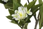 DKD Home Decor Árbol Frangipani Flor Tahiti Blanco 80x80x150 cm
