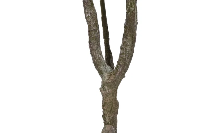 DKD Home Decor Árbol Frangipani Flor Tahiti Blanco 80x80x150 cm